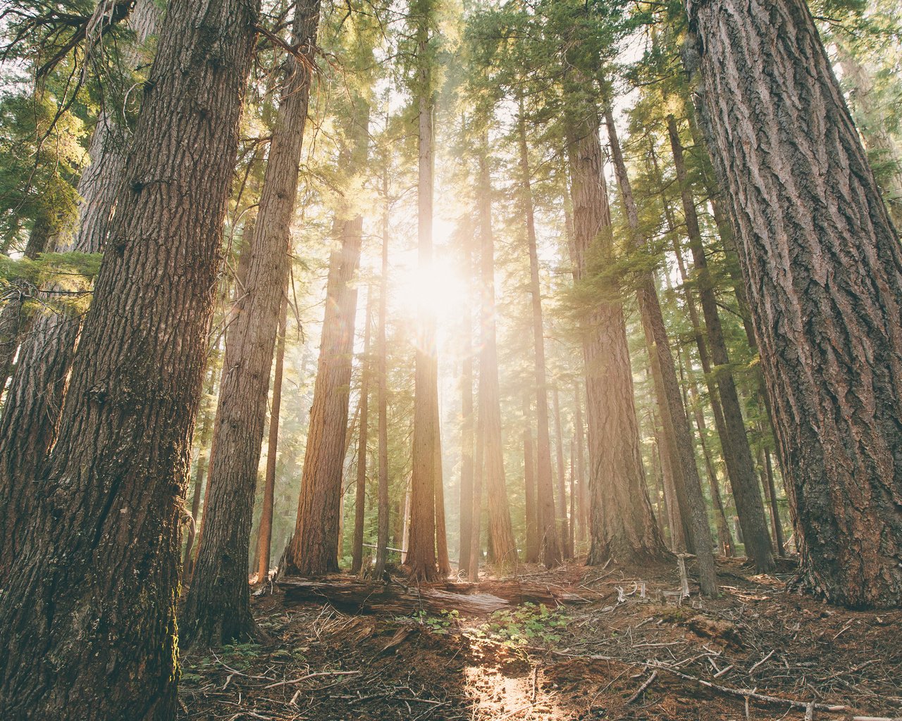 Обои деревья, лес, лучи солнца, стволы, рассвет, сосны, орегон, trees, forest, the rays of the sun, trunks, dawn, pine, oregon разрешение 3840x2400 Загрузить