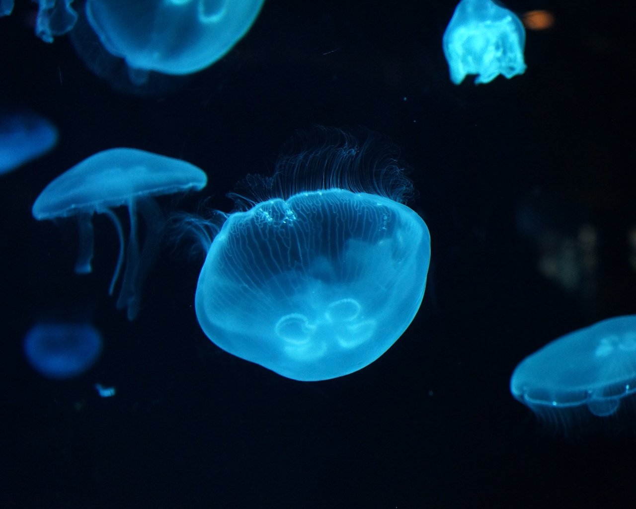 Обои вода, море, крупный план, медузы, подводный мир, water, sea, close-up, jellyfish, underwater world разрешение 4912x3264 Загрузить