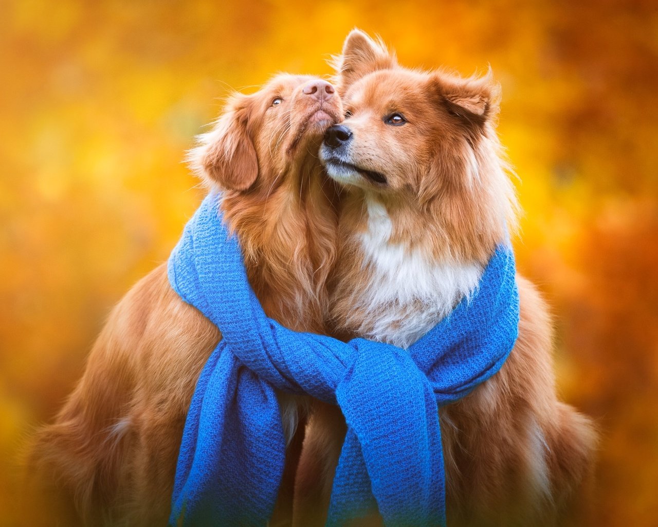 Обои фон, осень, щенки, порода, собаки, шарф, золотистый ретривер, background, autumn, puppies, breed, dogs, scarf, golden retriever разрешение 1920x1200 Загрузить