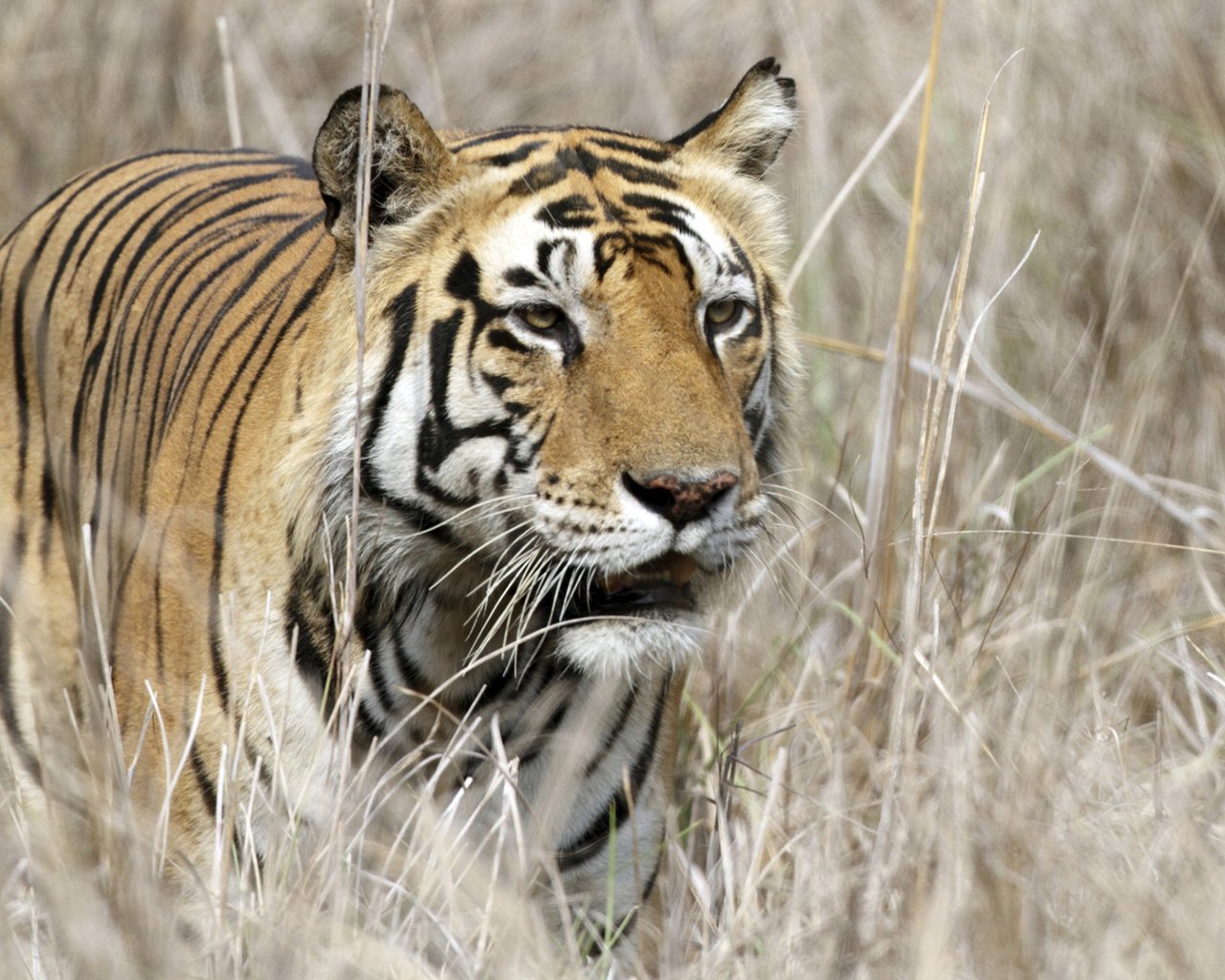 Обои тигр, хищник, большая кошка, tiger, predator, big cat разрешение 1920x1200 Загрузить