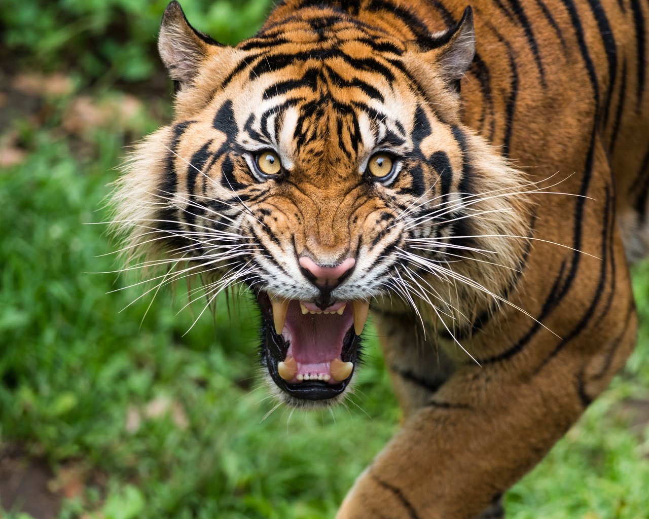 Обои тигр, морда, усы, взгляд, клыки, хищник, зубы, дикая кошка, tiger, face, mustache, look, fangs, predator, teeth, wild cat разрешение 6557x4376 Загрузить