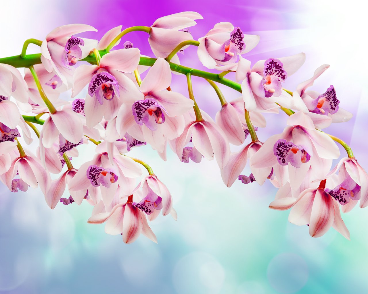 Обои цветы, ветка, блики, размытость, орхидеи, flowers, branch, glare, blur, orchids разрешение 3872x2592 Загрузить