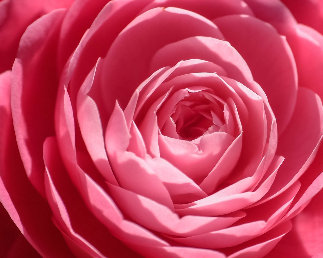 Обои цветок, роза, лепестки, крупным планом, flower, rose, petals, closeup разрешение 2634x1646 Загрузить