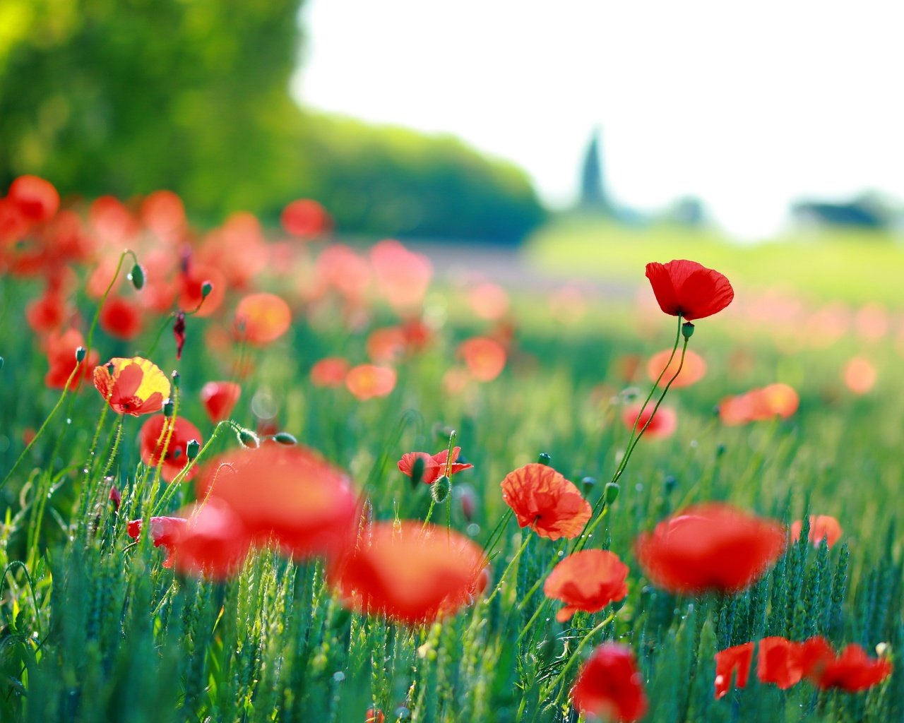 Обои цветы, трава, красные, маки, размытость, flowers, grass, red, maki, blur разрешение 2560x1707 Загрузить