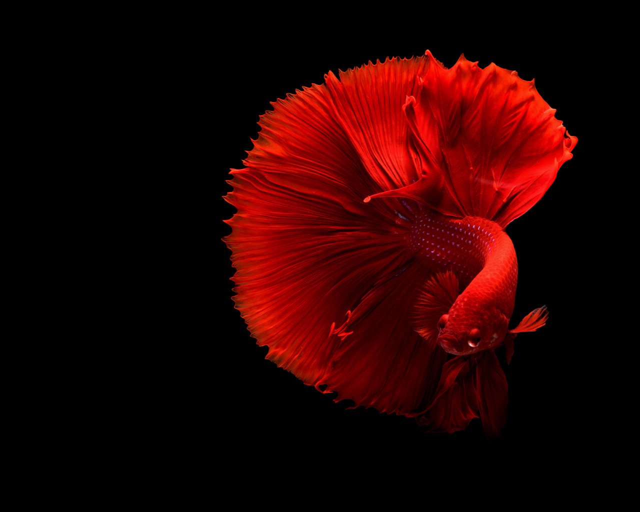 Обои черный фон, рыбка, хвост, рыба, подводный мир, петушок, black background, fish, tail, underwater world, cock разрешение 4879x3253 Загрузить