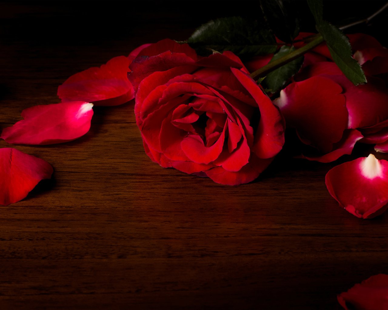 Обои цветок, роза, лепестки, красный, деревянная поверхность, flower, rose, petals, red, wooden surface разрешение 5120x2880 Загрузить