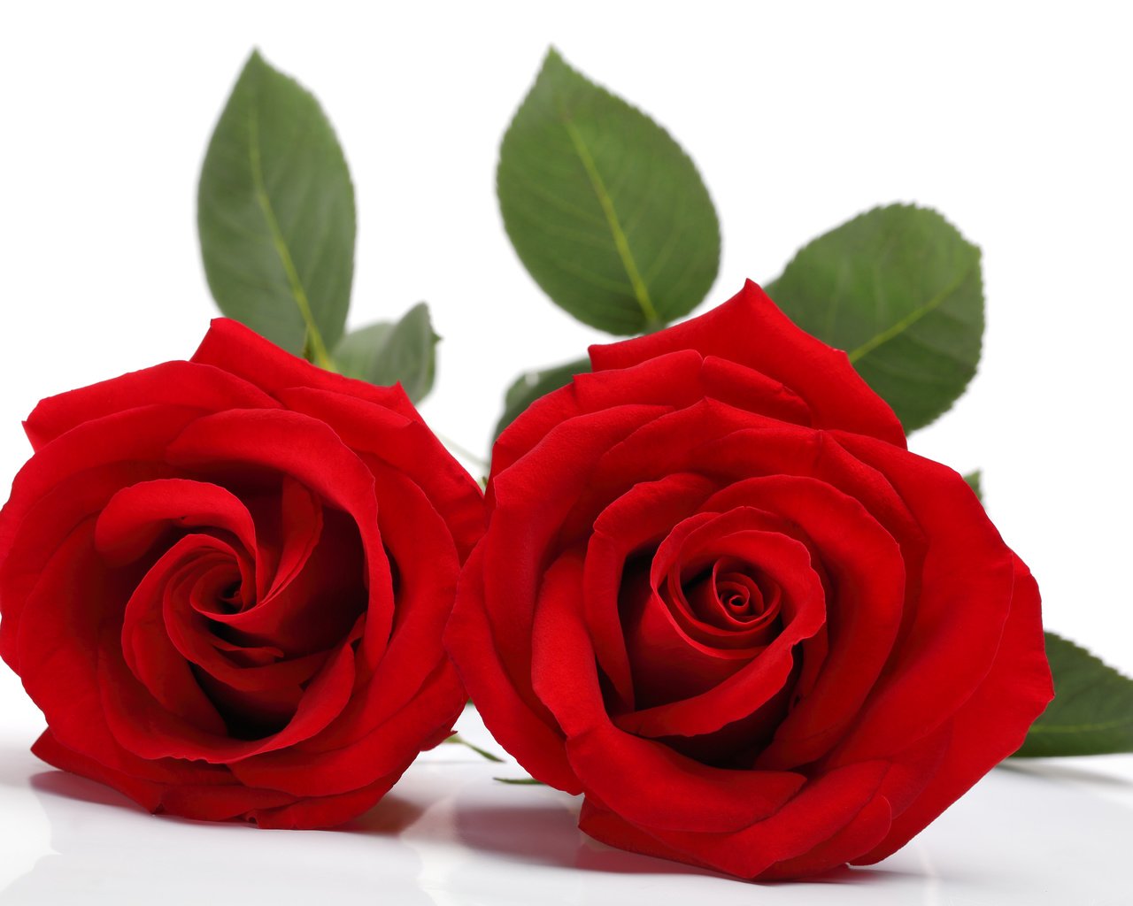 Обои цветы, листья, розы, лепестки, красные, белый фон, flowers, leaves, roses, petals, red, white background разрешение 5760x3840 Загрузить