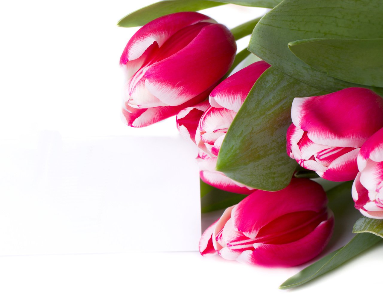 Обои цветы, бутоны, букет, тюльпаны, белый фон, flowers, buds, bouquet, tulips, white background разрешение 5184x3456 Загрузить