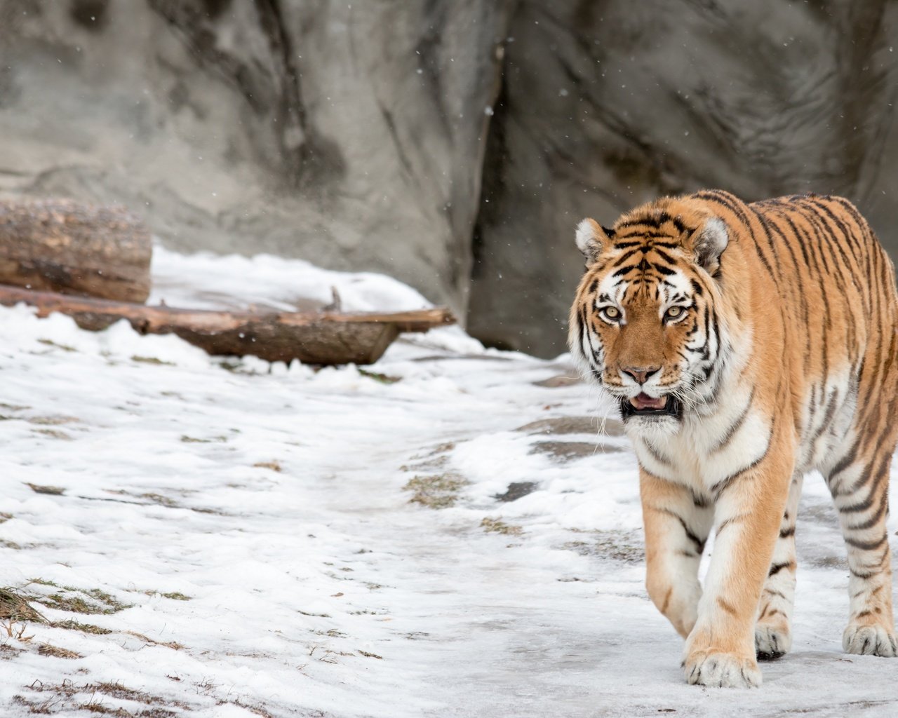 Обои тигр, морда, снег, взгляд, хищник, дикая кошка, амурский, tiger, face, snow, look, predator, wild cat, amur разрешение 3000x2000 Загрузить