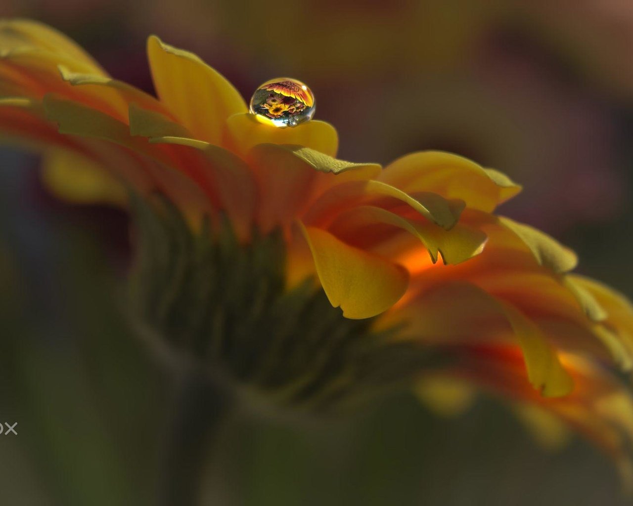 Обои макро, цветок, капля, лепестки, календула, aylin in the dropland, macro, flower, drop, petals, calendula разрешение 2000x1167 Загрузить