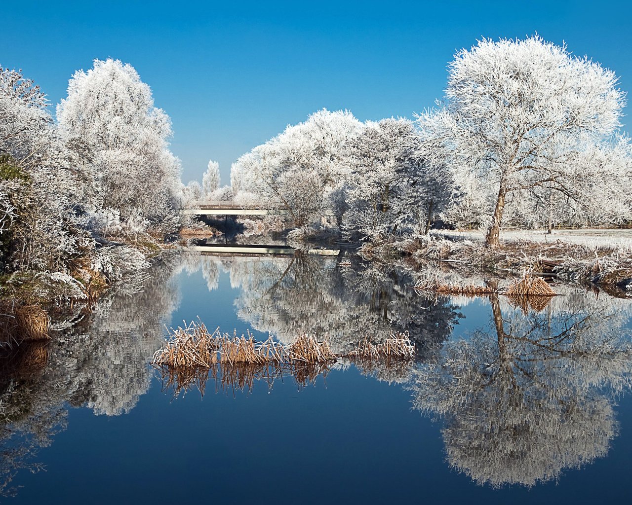 Обои деревья, пруд, озеро, природа, зима, отражение, пейзаж, парк, иней, trees, pond, lake, nature, winter, reflection, landscape, park, frost разрешение 2560x1600 Загрузить