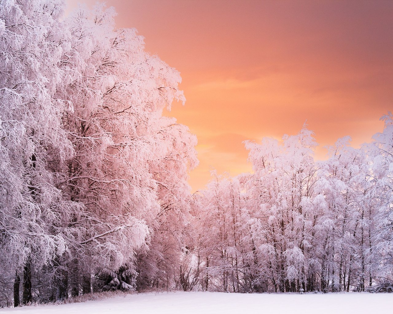 Обои деревья, лес, закат, зима, ветки, иней, норвегия, рена, trees, forest, sunset, winter, branches, frost, norway, ren разрешение 5120x3394 Загрузить