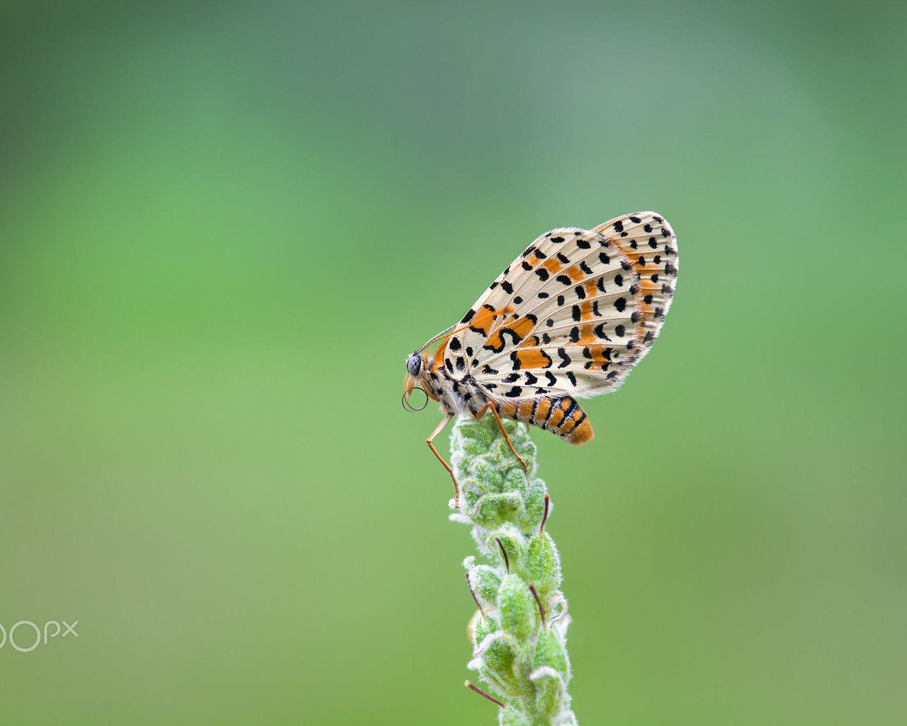 Обои насекомое, бабочка, крылья, растение, шашечница, j.g. domínguez, insect, butterfly, wings, plant, the metalmark разрешение 2000x1333 Загрузить