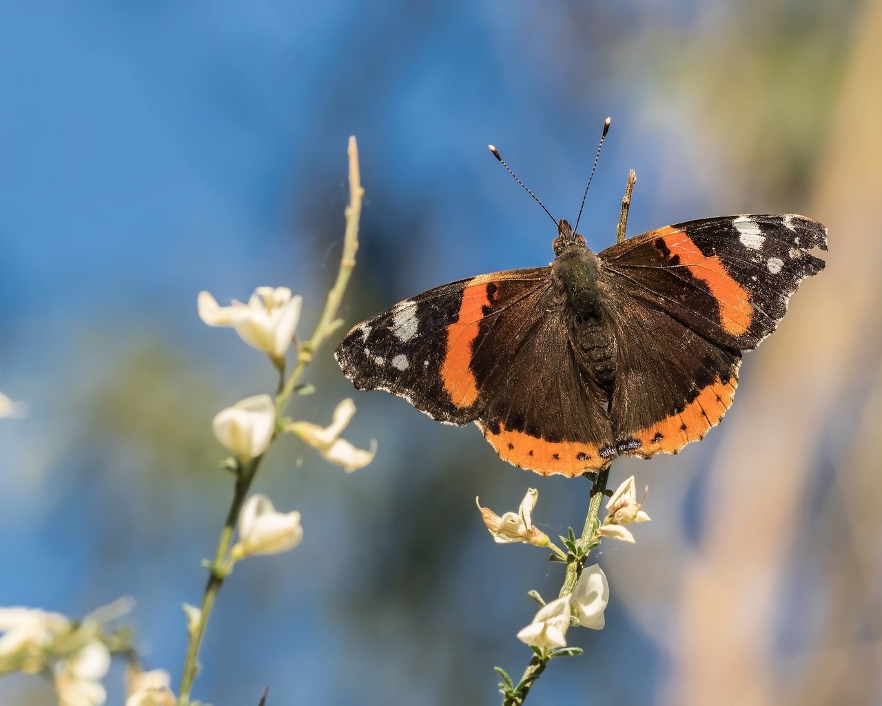 Обои цветы, насекомое, бабочка, крылья, боке, адмирал, нимфалида, flowers, insect, butterfly, wings, bokeh, admiral, nymphalid разрешение 2048x1366 Загрузить