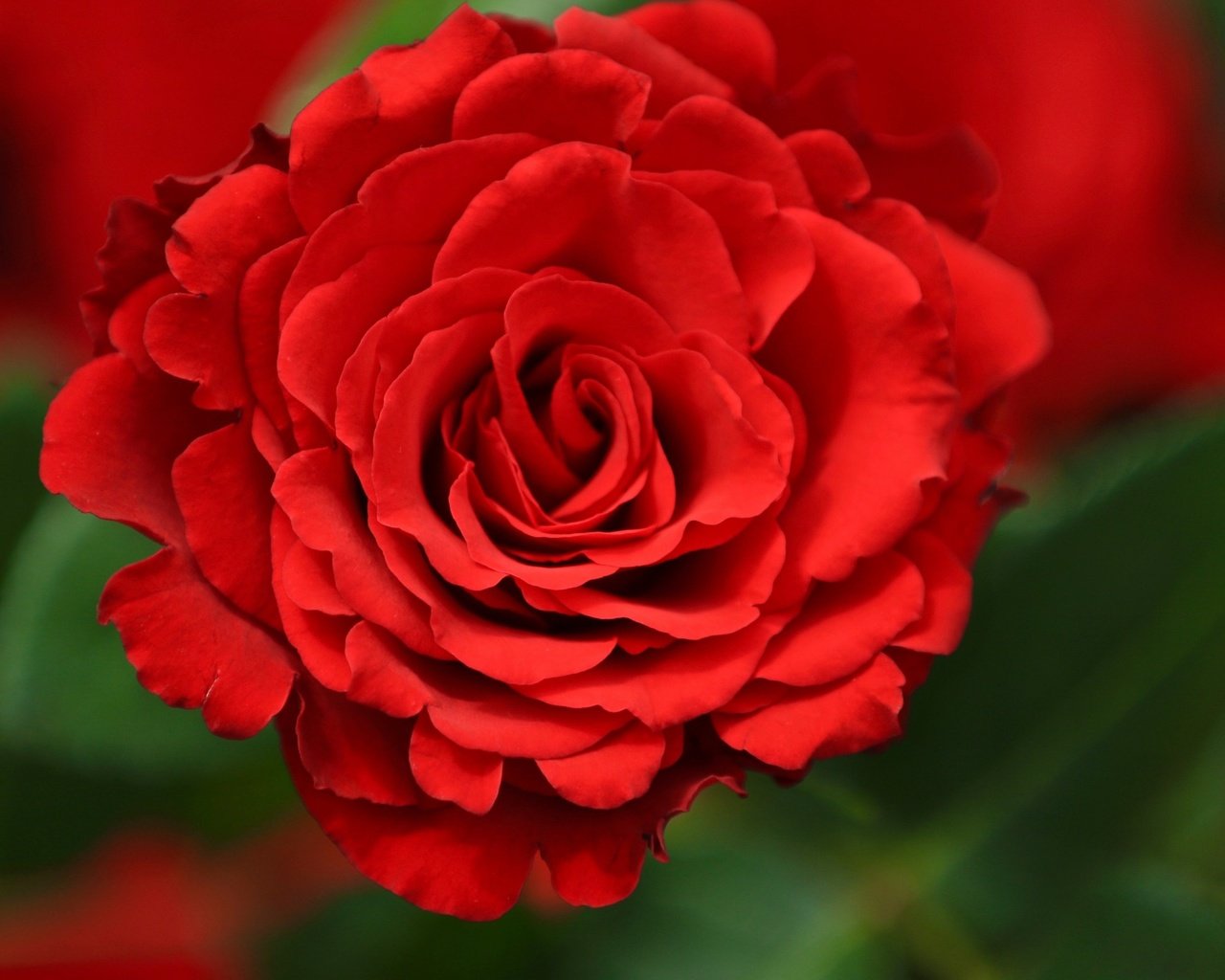 Обои цветок, роза, лепестки, красный, бутон, flower, rose, petals, red, bud разрешение 2560x1600 Загрузить