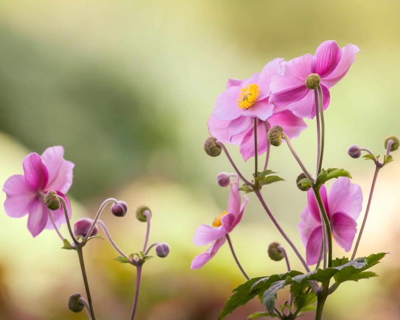 Обои цветок, лепестки, розовый, боке, японский анемон, анемон, flower, petals, pink, bokeh, japanese anemone, anemone разрешение 2400x1600 Загрузить