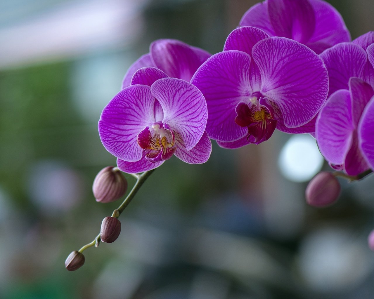 Обои цветы, цветение, орхидеи,  цветы, фаленопсис, flowers, flowering, orchids, phalaenopsis разрешение 2048x1365 Загрузить