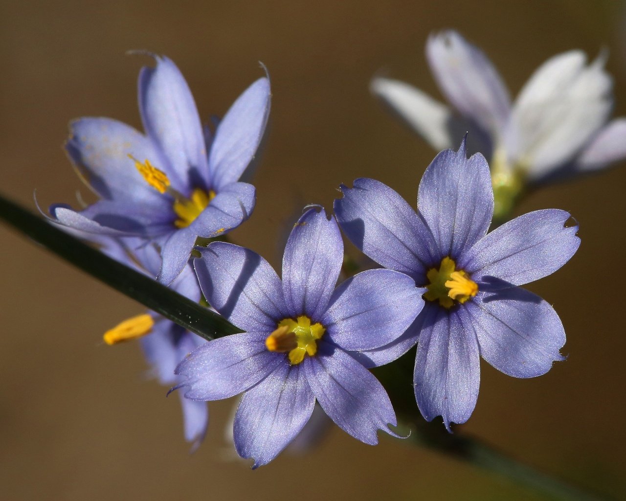 Обои цветы, макро, фон, размытость, сиреневые, голубоглазка, flowers, macro, background, blur, lilac, blue eyes разрешение 2048x1365 Загрузить