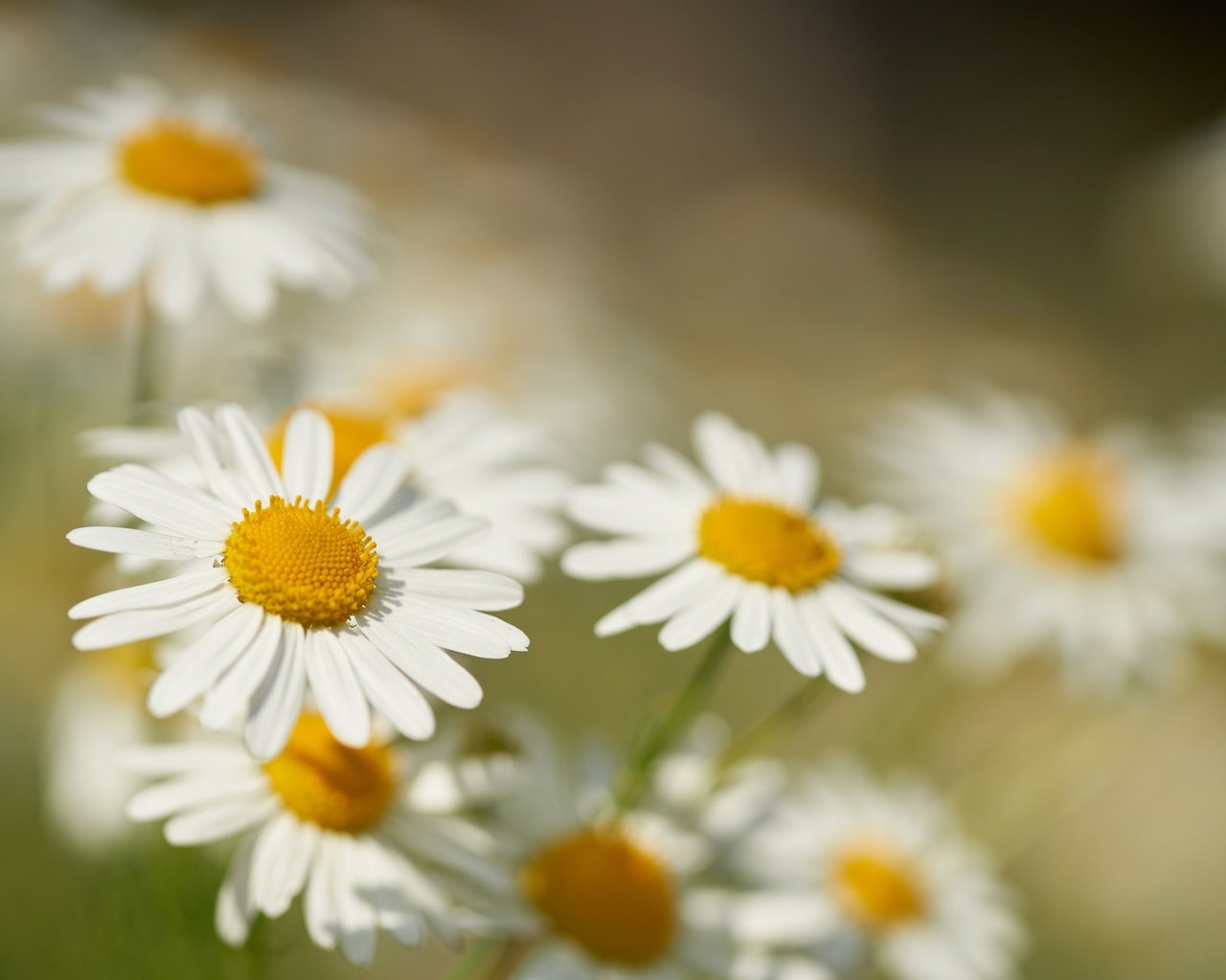 Обои цветы, макро, лепестки, размытость, ромашки, боке, flowers, macro, petals, blur, chamomile, bokeh разрешение 7631x5090 Загрузить