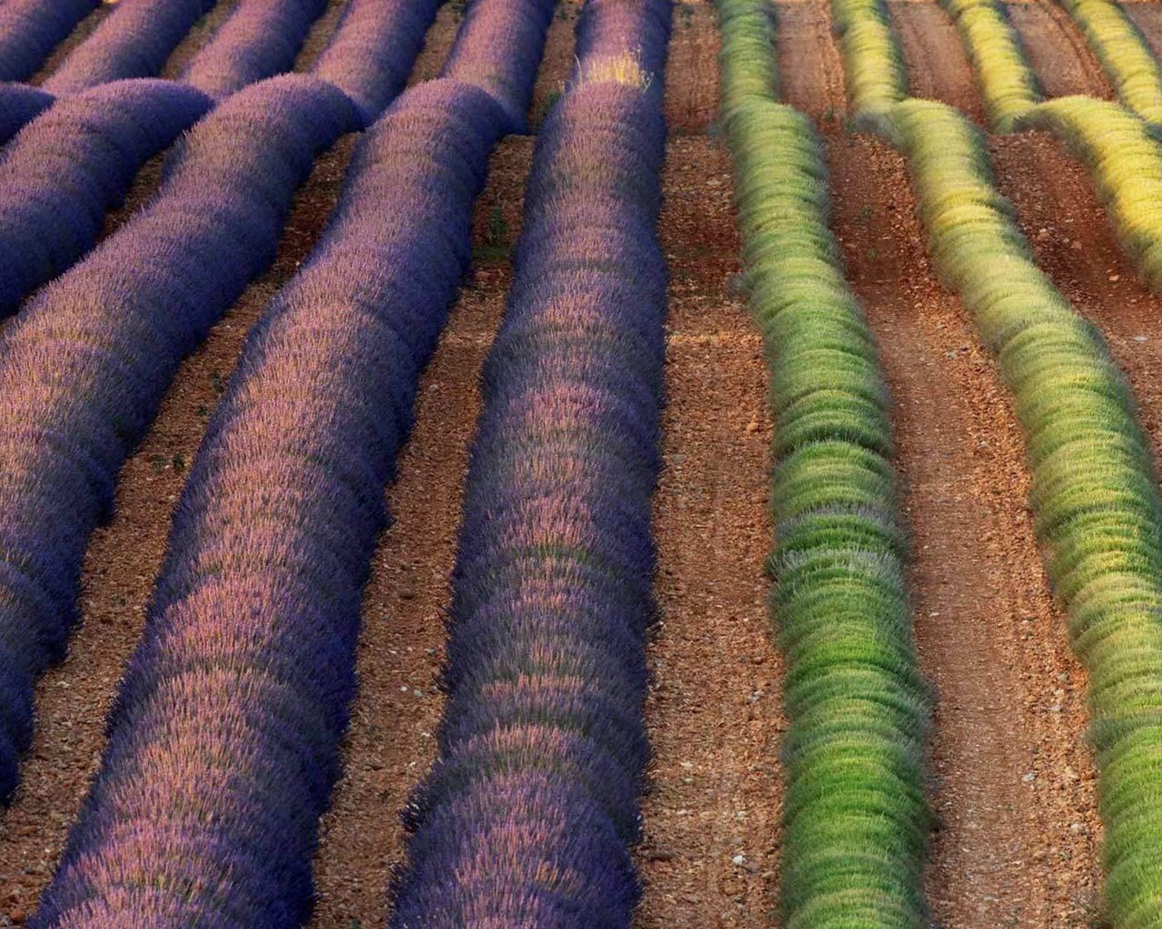 Обои цветы, поле, лаванда, франция, flowers, field, lavender, france разрешение 1920x1080 Загрузить