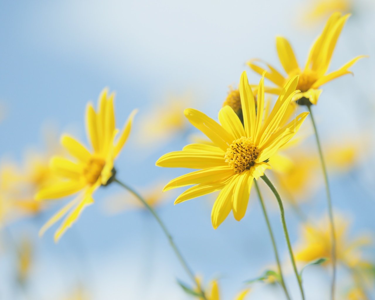 Обои цветы, природа, растение, желтые цветы, топинамбур, flowers, nature, plant, yellow flowers, jerusalem artichoke разрешение 2400x1627 Загрузить