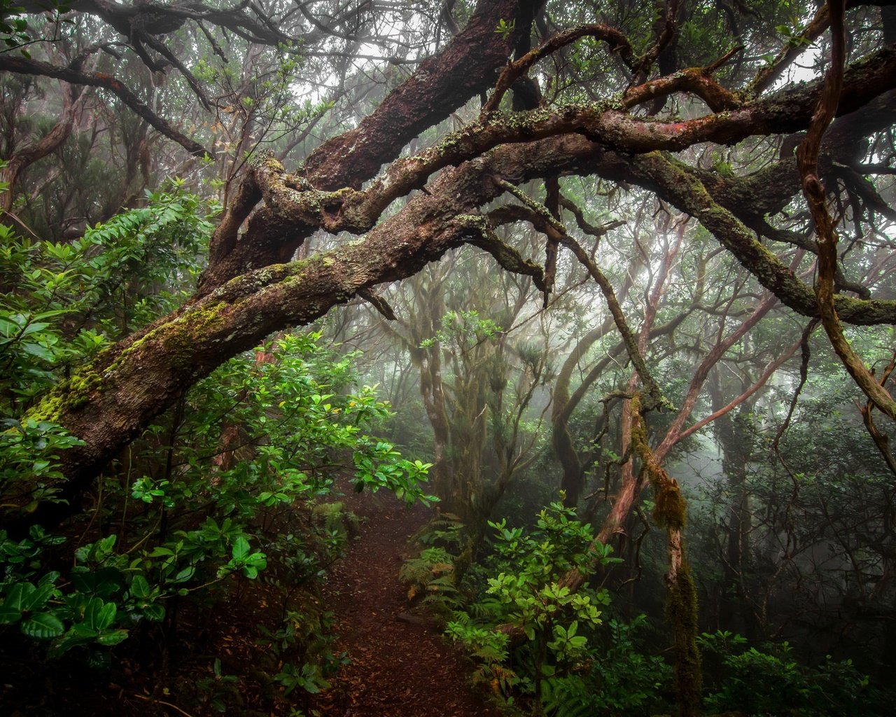 Обои деревья, растения, лес, туман, стволы, тропинка, trees, plants, forest, fog, trunks, path разрешение 2048x1356 Загрузить