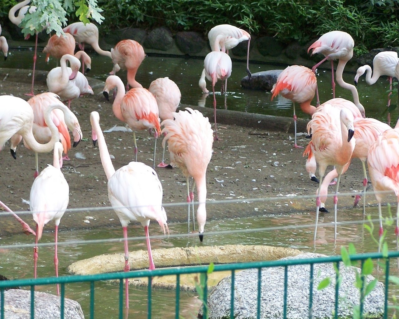 Обои фламинго, птицы, клюв, перья, зоопарк, flamingo, birds, beak, feathers, zoo разрешение 1920x1080 Загрузить