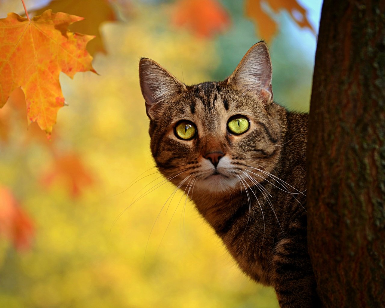Обои листья, кот, мордочка, усы, кошка, взгляд, осень, ствол, leaves, cat, muzzle, mustache, look, autumn, trunk разрешение 3826x2534 Загрузить