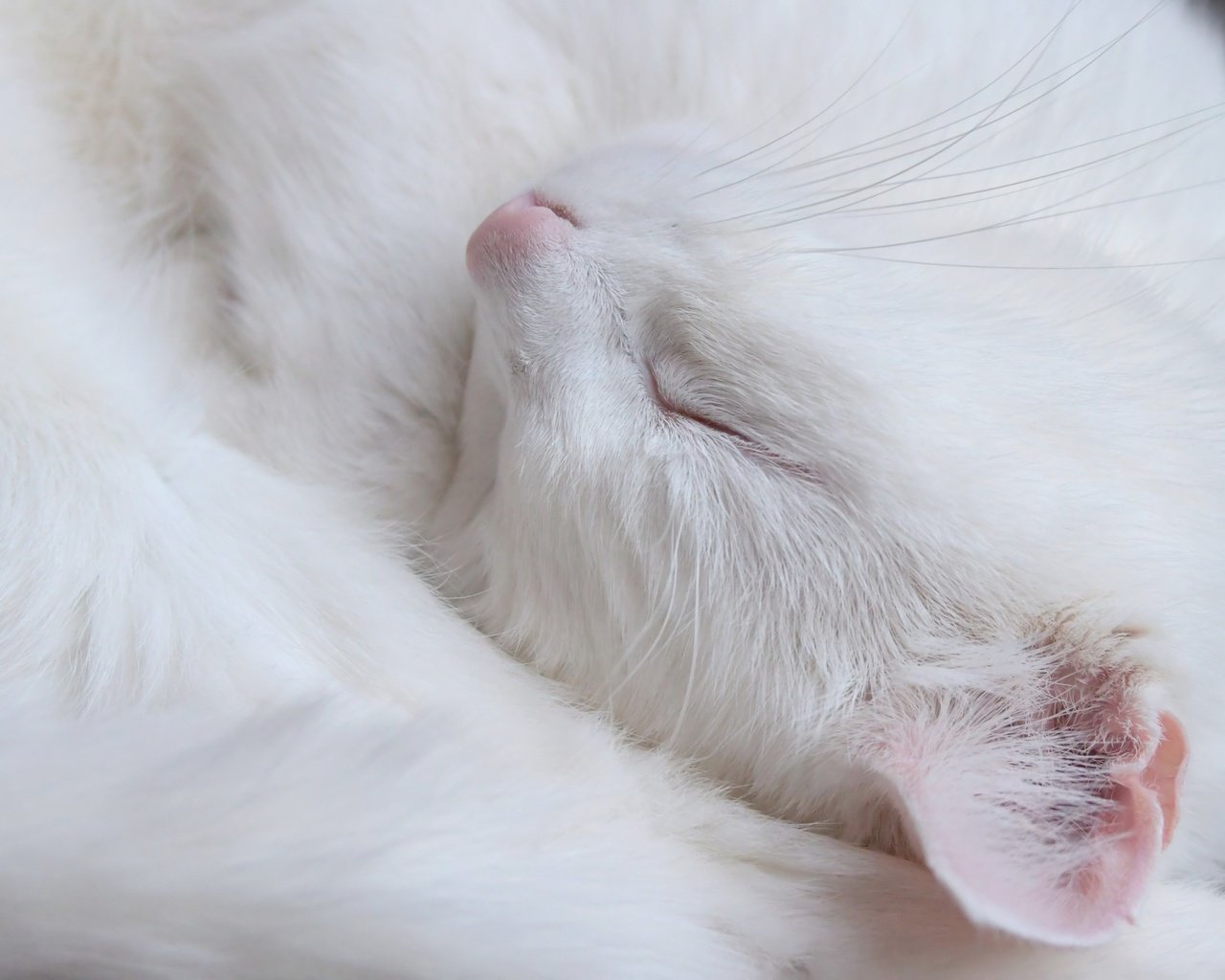 Обои кот, мордочка, усы, кошка, сон, белый, cat, muzzle, mustache, sleep, white разрешение 2560x1792 Загрузить