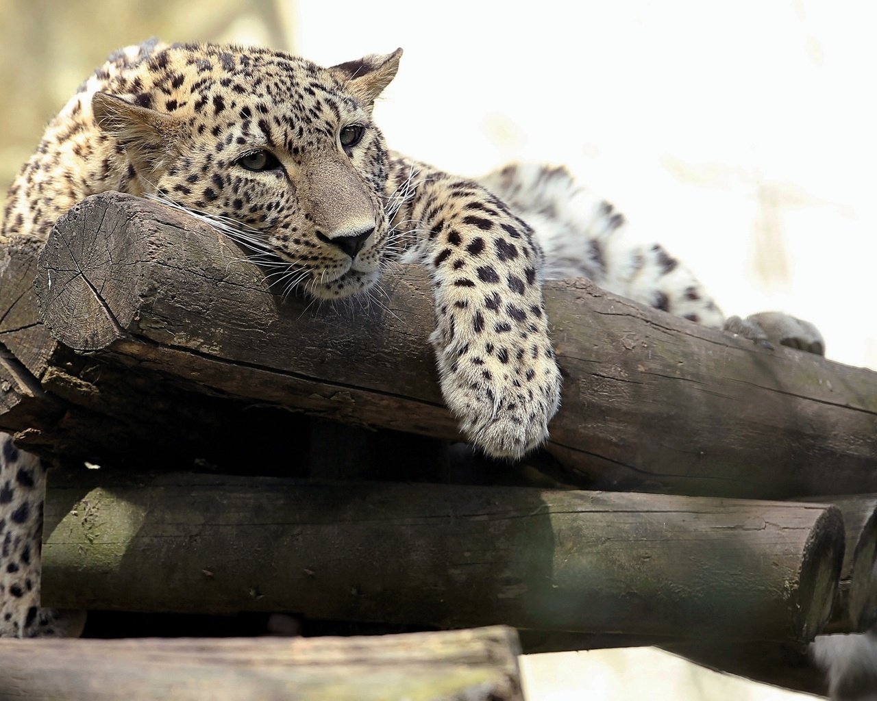 Обои морда, взгляд, леопард, хищник, бревна, дикая кошка, face, look, leopard, predator, logs, wild cat разрешение 2700x1720 Загрузить