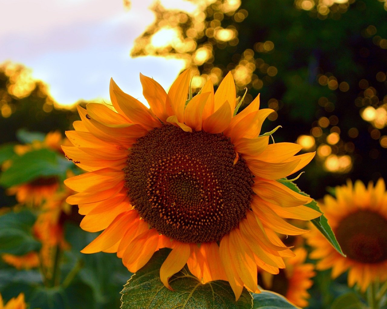 Обои цветы, листья, лето, лепестки, подсолнухи, flowers, leaves, summer, petals, sunflowers разрешение 3000x1845 Загрузить