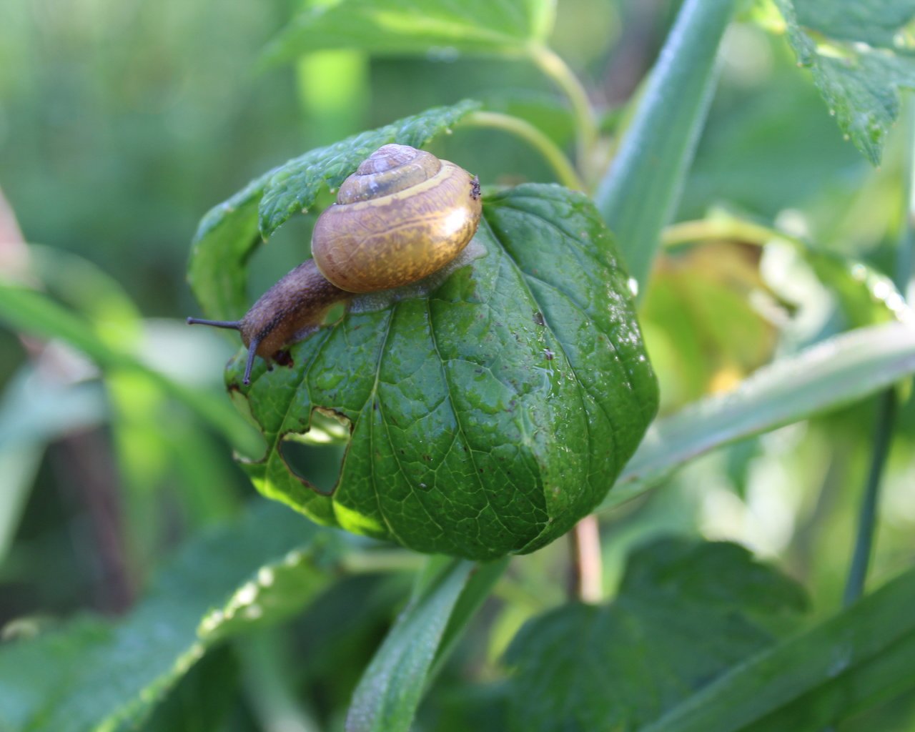 Обои природа, листья, лето, улитка, nature, leaves, summer, snail разрешение 5184x3456 Загрузить