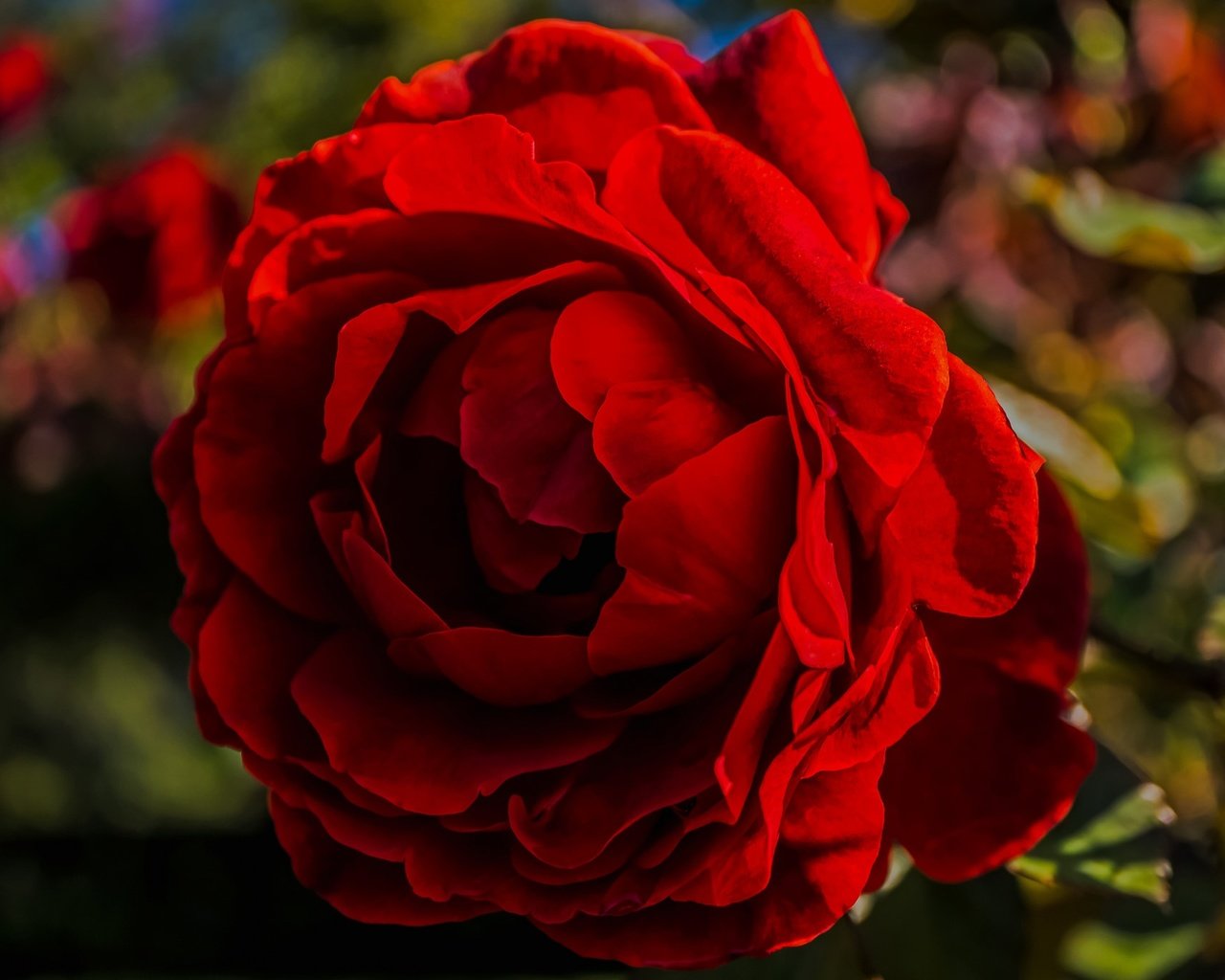 Обои макро, цветок, роза, лепестки, блики, бутон, macro, flower, rose, petals, glare, bud разрешение 2048x1365 Загрузить