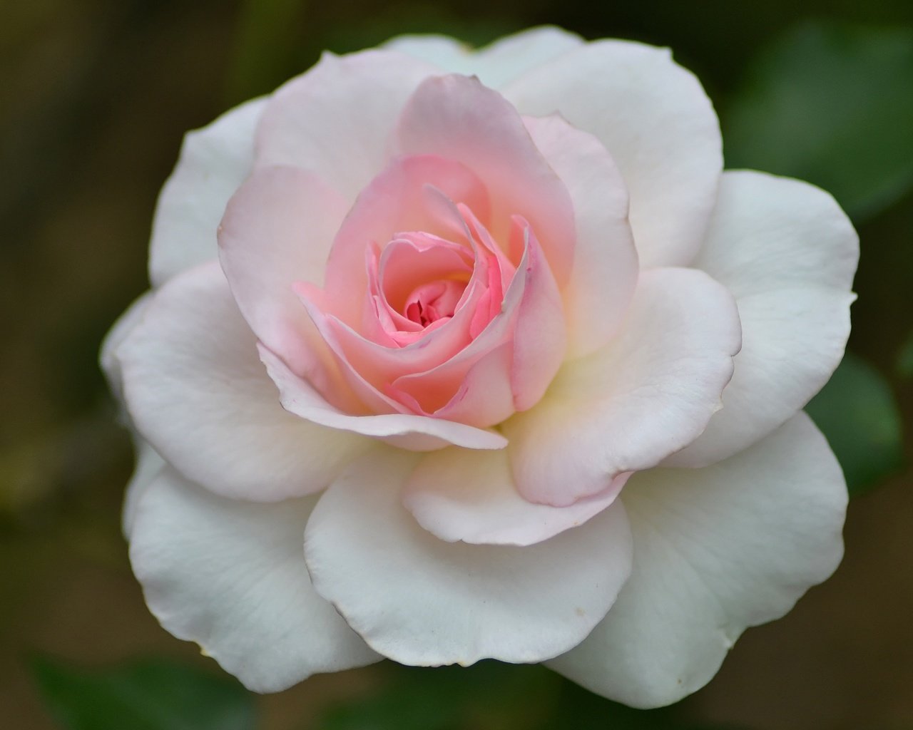 Обои макро, цветок, роза, лепестки, бутон, розовый, macro, flower, rose, petals, bud, pink разрешение 3456x2304 Загрузить