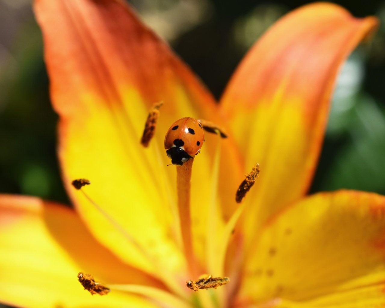 Обои жук, макро, насекомое, цветок, божья коровка, лилия, beetle, macro, insect, flower, ladybug, lily разрешение 6000x4000 Загрузить