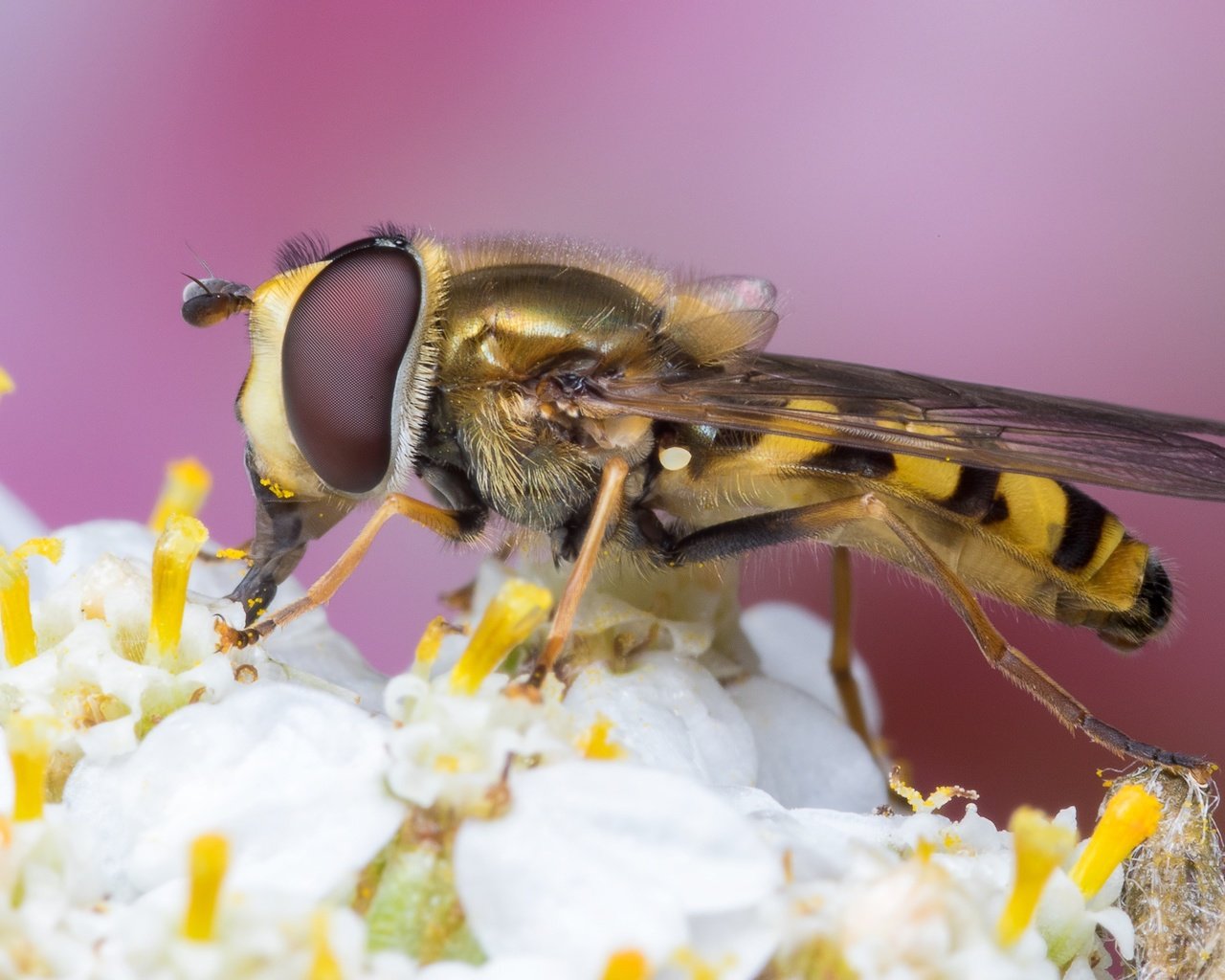 Обои насекомое, цветок, крылья, муха, оса, журчалка, жало, insect, flower, wings, fly, osa, gorzalka, sting разрешение 2048x1287 Загрузить