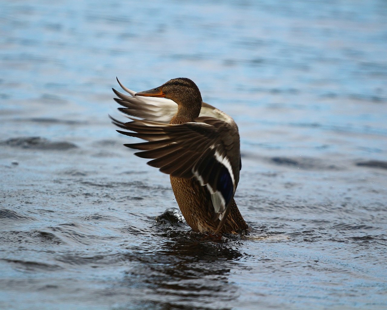 Обои озеро, крылья, птица, перья, озёра, утка, lake, wings, bird, feathers, duck разрешение 1920x1280 Загрузить