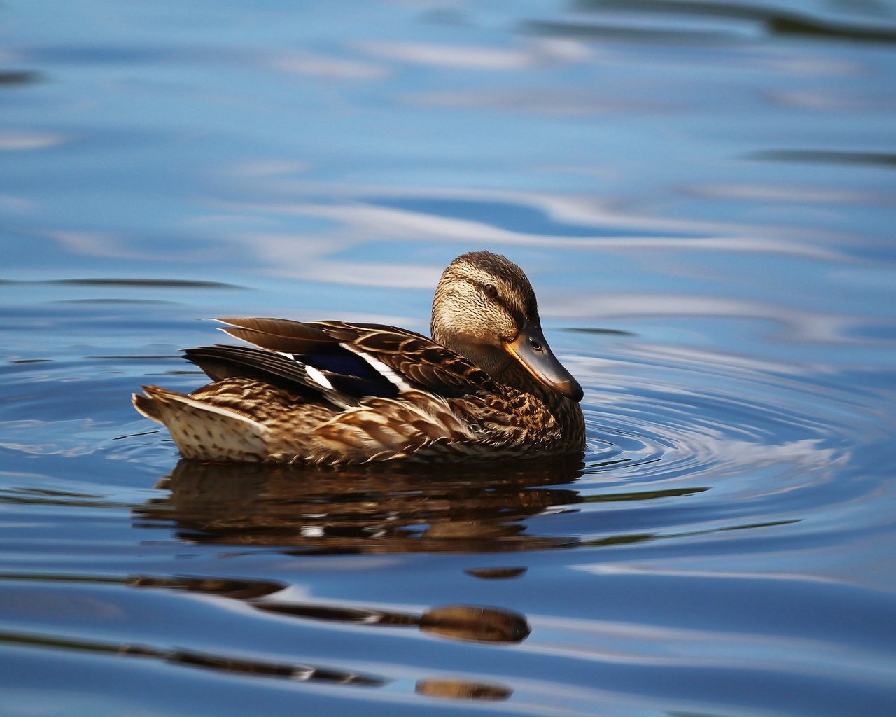 Обои озеро, птица, клюв, перья, озёра, утка, кряква, уточка, lake, bird, beak, feathers, duck, mallard разрешение 1920x1280 Загрузить