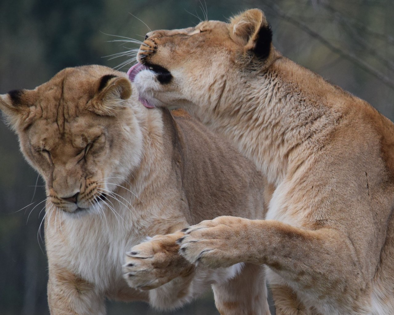 Обои морда, хищник, пара, лев, львица, дикая кошка, сафари, face, predator, pair, leo, lioness, wild cat, safari разрешение 3505x2336 Загрузить