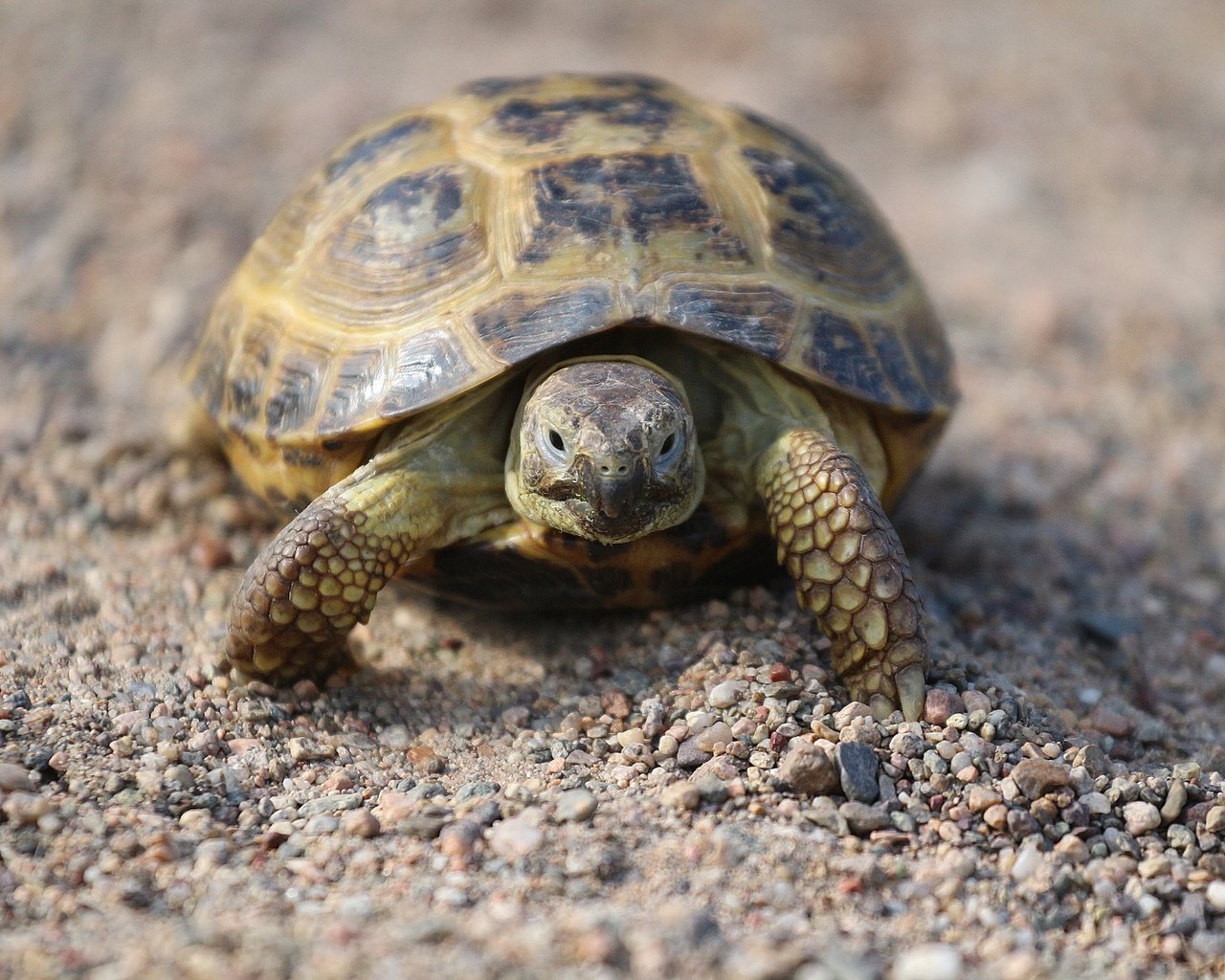 Обои камни, песок, черепаха, панцирь, прогулка, рептилия, stones, sand, turtle, shell, walk, reptile разрешение 1920x1280 Загрузить