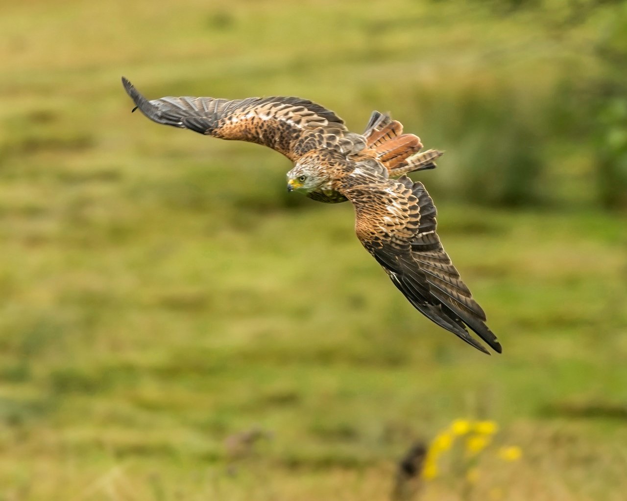 Обои полет, крылья, хищник, птица, коршун, красный коршун, flight, wings, predator, bird, kite, red kite разрешение 2048x1336 Загрузить