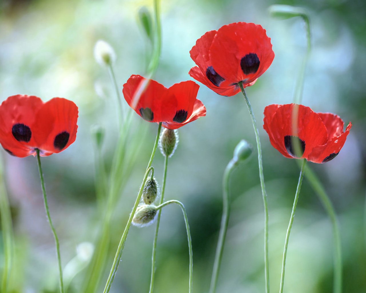 Обои цветы, лепестки, красные, маки, стебли, мэнди дишер, poppies, flowers, petals, red, maki, stems, mandy disher разрешение 2000x1333 Загрузить