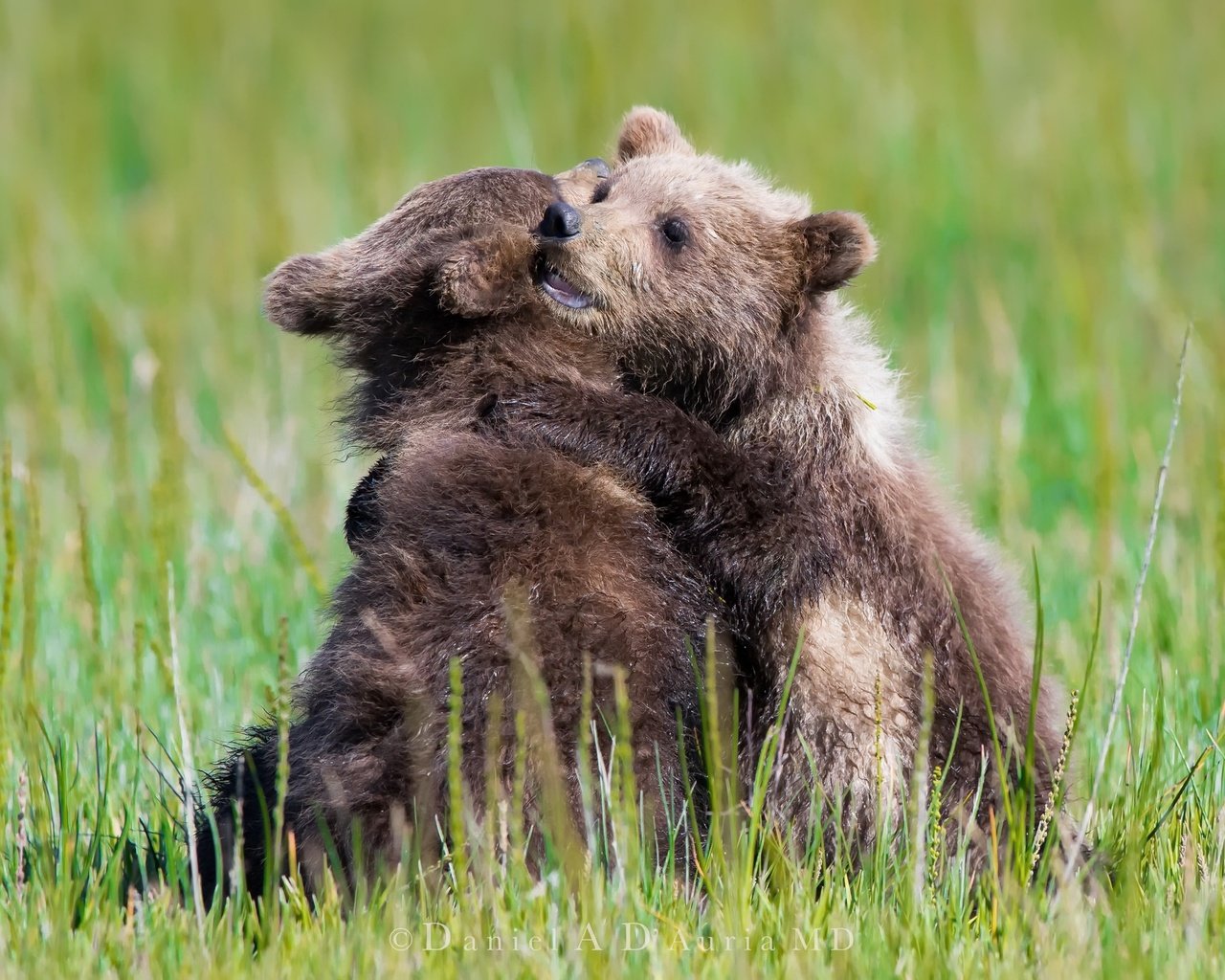 Обои трава, природа, лето, игра, медведи, медвежата, grass, nature, summer, the game, bears разрешение 2048x1365 Загрузить