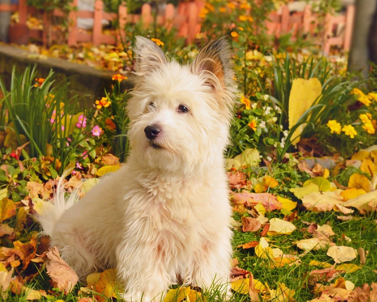 Обои природа, листва, осень, собачка, вест-хайленд-уайт-терьер, nature, foliage, autumn, dog, the west highland white terrier разрешение 2958x1847 Загрузить