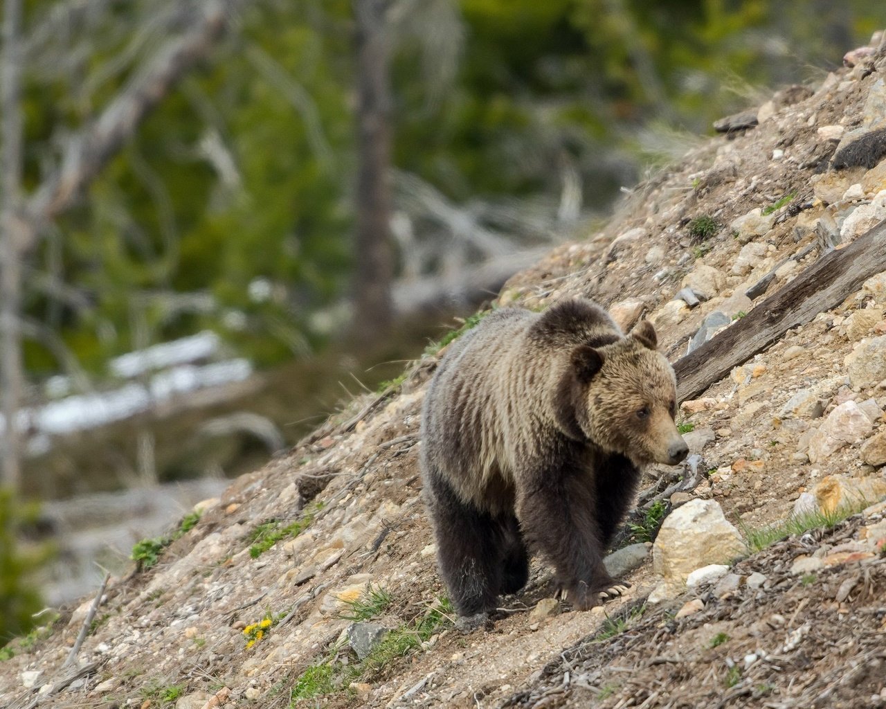 Обои природа, камни, склон, медведь, гризли, nature, stones, slope, bear, grizzly разрешение 2048x1230 Загрузить