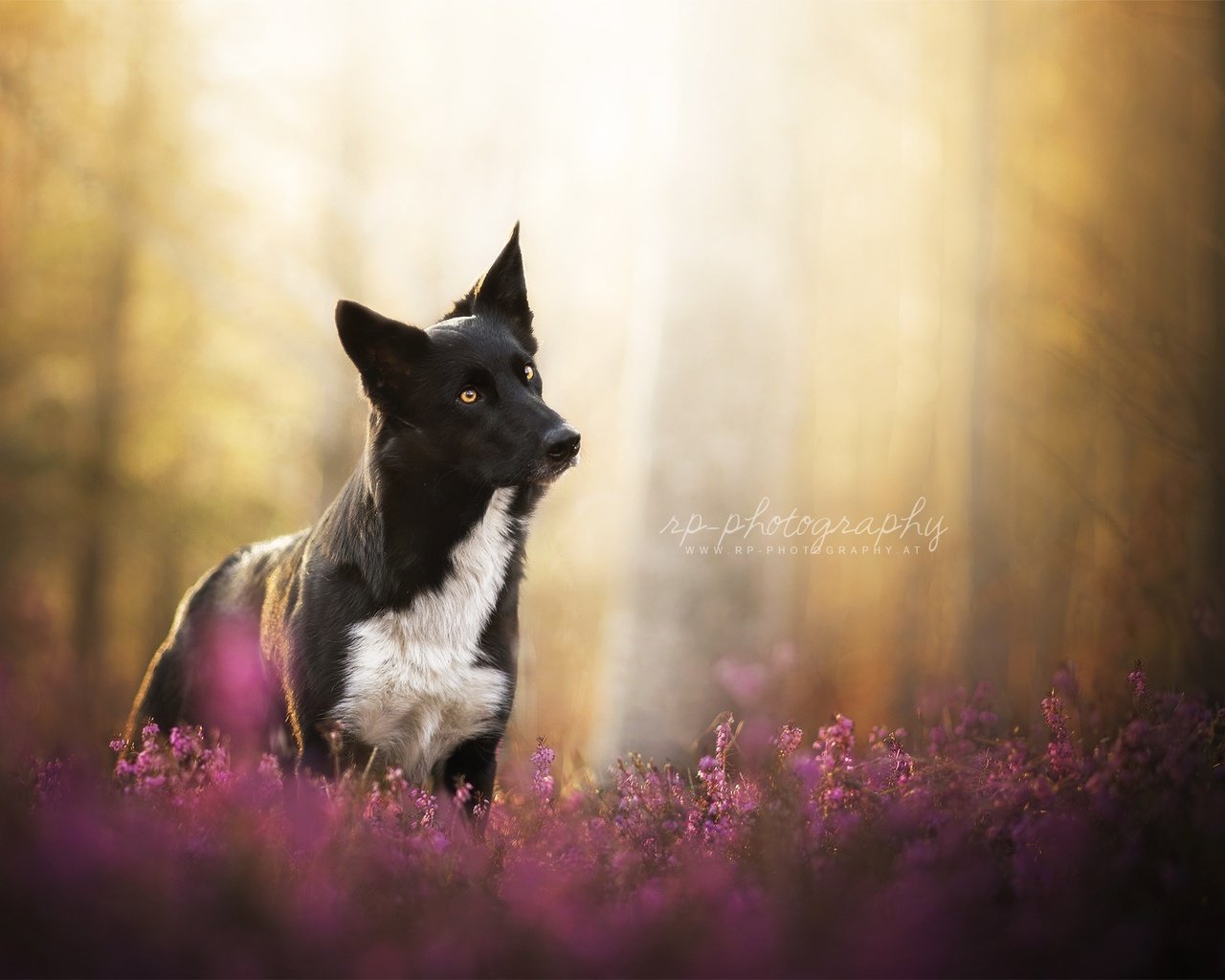 Обои цветы, природа, мордочка, взгляд, собака, овчарка, flowers, nature, muzzle, look, dog, shepherd разрешение 2048x1343 Загрузить