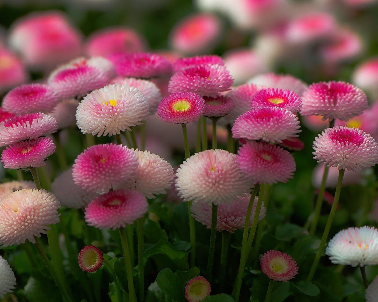 Обои цветы, розовые, много, маргаритки, flowers, pink, a lot, daisy разрешение 2000x1125 Загрузить