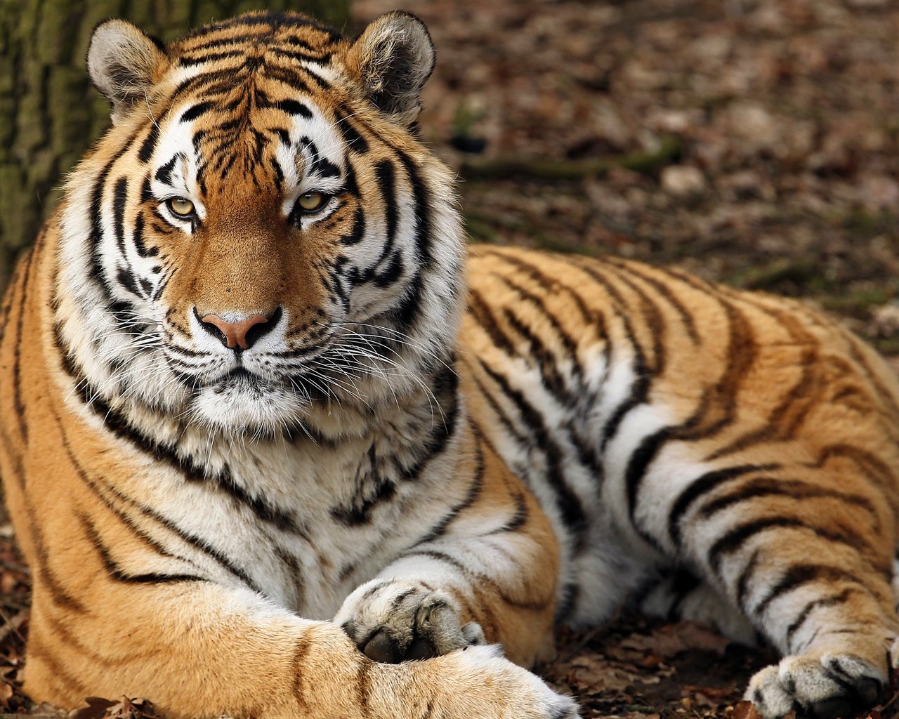 Обои тигр, морда, взгляд, хищник, дикая кошка, tiger, face, look, predator, wild cat разрешение 2700x1720 Загрузить