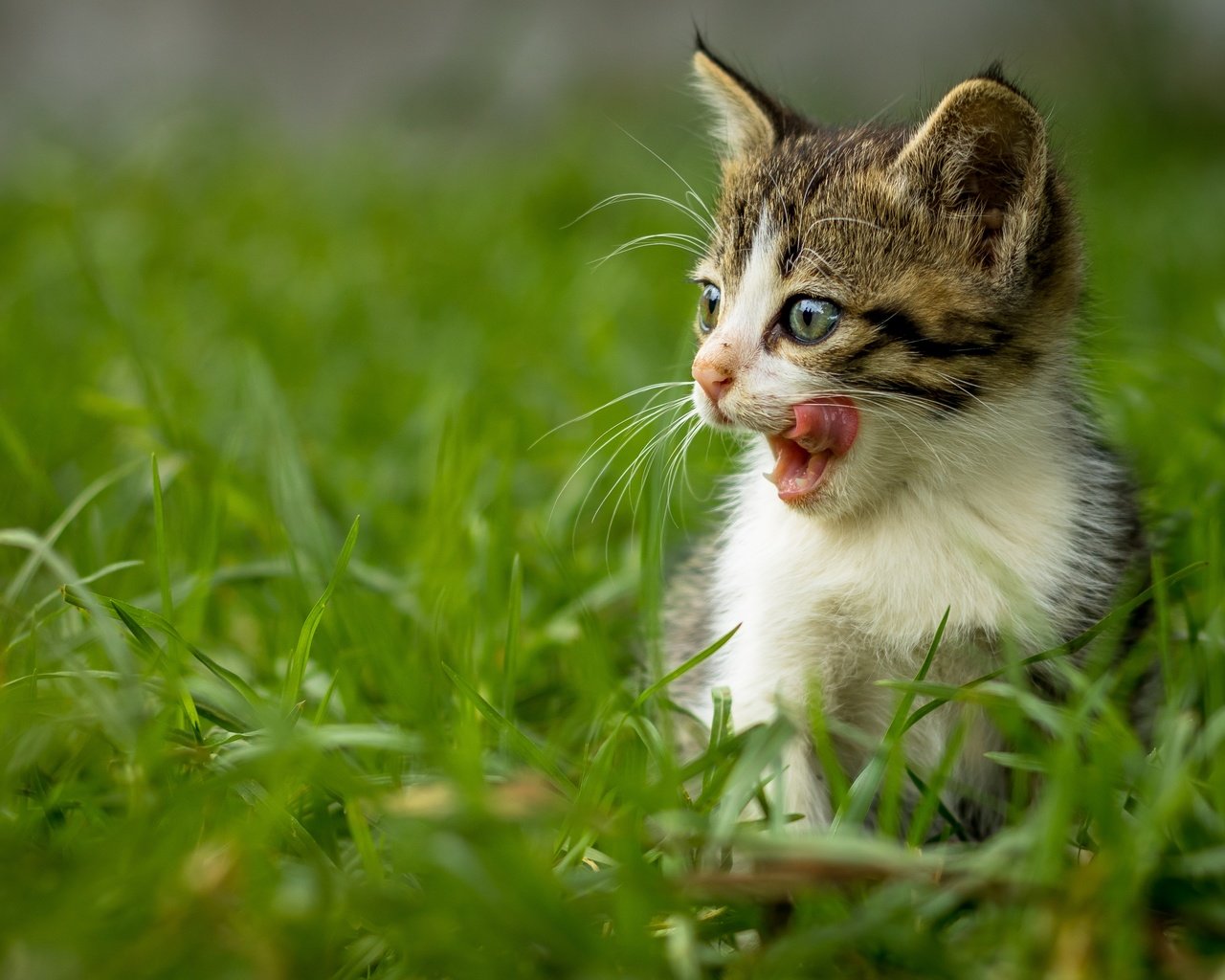 Обои трава, кот, мордочка, усы, кошка, взгляд, котенок, язык, grass, cat, muzzle, mustache, look, kitty, language разрешение 4501x3001 Загрузить