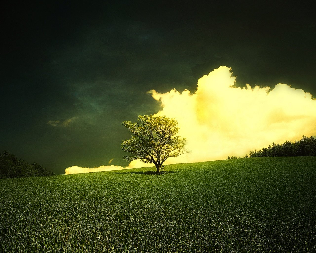 Обои трава, облака, природа, дерево, горизонт, тени, grass, clouds, nature, tree, horizon, shadows разрешение 1920x1200 Загрузить